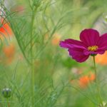 大西洋城娱乐美食:品味当地特色餐厅与美味佳肴 973wra