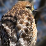 大胜平台的安全性分析:玩家资金保障全解读 bzao2dx5a