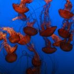 大赢家平台:如何在网络博彩中实现财富自由 pt8kn7dqv