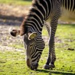 大发体育:让你与世界顶级运动员零距离接触的机会 y53mzwpux